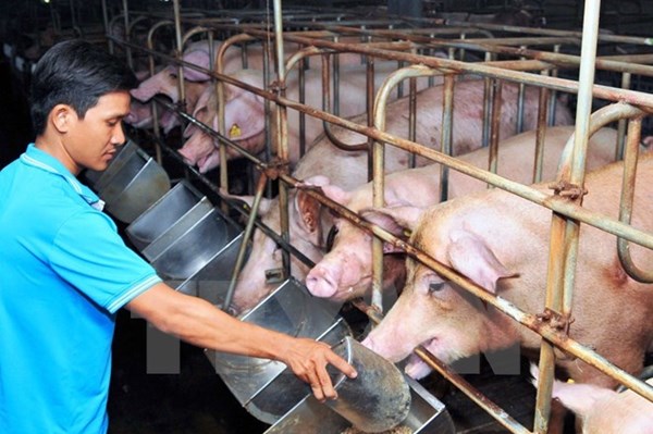 Giá thức ăn chăn nuôi vẫn cao, vì sao?