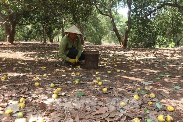 Bà Rịa-Vũng Tàu lại thất thu vụ điều