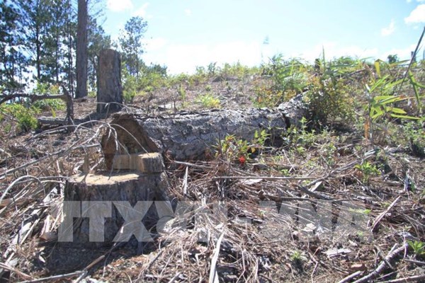 Lâm Đồng: Xử lý trách nhiệm người đứng đầu 4 đơn vị để mất rừng