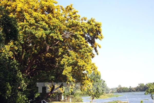 Ruộm vàng mùa hoa sưa bên dòng sông Tam Kỳ