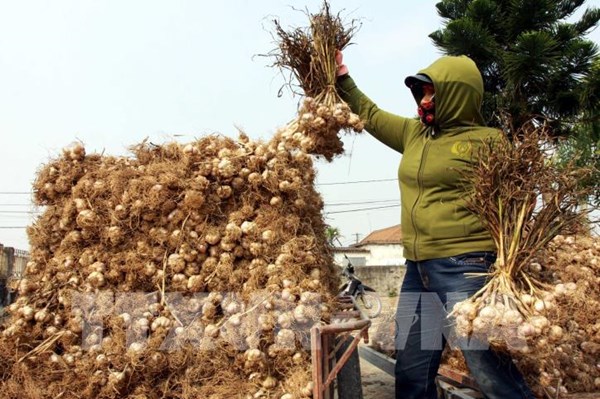  Thái Bình sẽ đẩy mạnh liên kết trong nông nghiệp