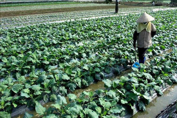 Dịch COVID-19: Đánh giá việc sản xuất nông sản tại các địa phương phía Nam