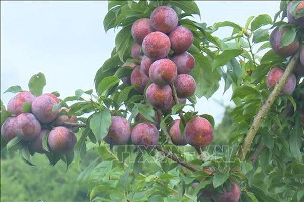 Lào Cai gắn sản xuất với chế biến nông sản nhằm hạn chế thiệt hại do COVID-19