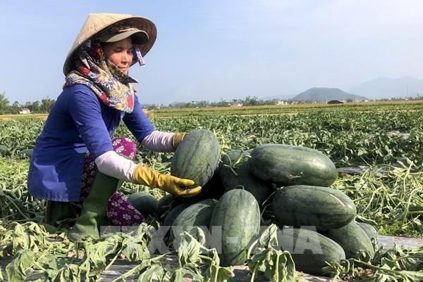 Dưa hấu Quảng Ngãi có giá cao