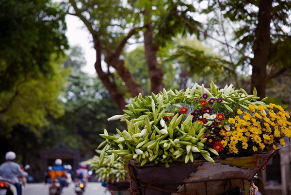 Hoa loa kèn đầu vụ giá cao