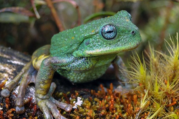 Phát hiện loài nhái túi mới trong rừng Amazon 