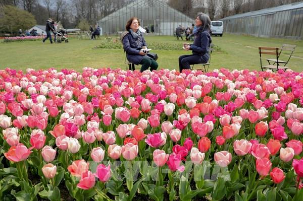 Chiêm ngưỡng hàng trăm loại hoa tại Triển lãm hoa quốc tế