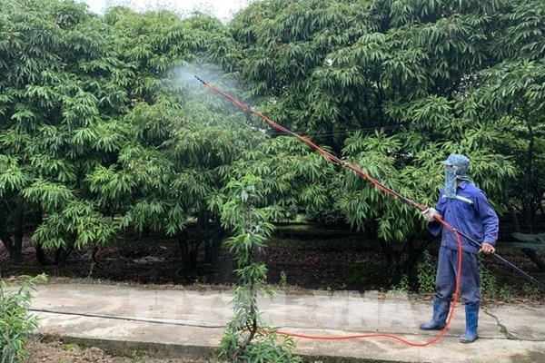 Hải Dương chuyển giao kỹ thuật, nâng chất quả vải xuất khẩu