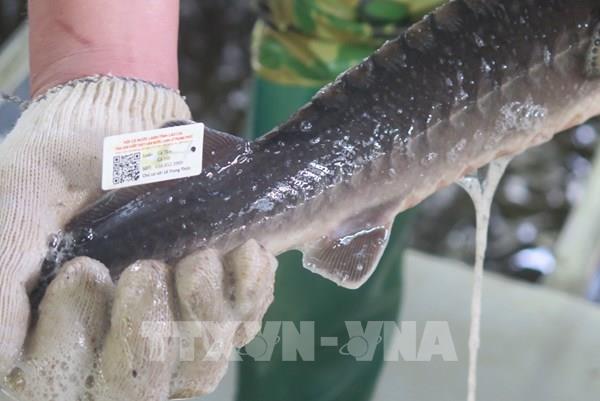 Gắn tem truy xuất nguồn gốc cho cá nước lạnh Lào Cai
