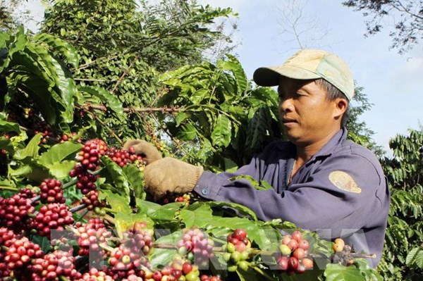 Thị trường nông sản tuần qua: Giá cà phê tăng mạnh trở lại, vượt 34.000 đồng/kg