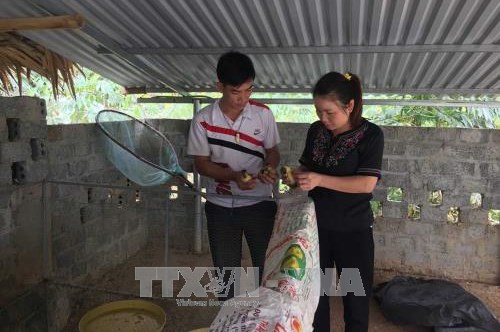 Xây dựng thương hiệu vịt Cổ Lũng