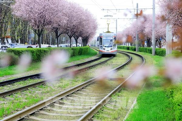 Du khách đổ về miền Nam nước Nga ngắm hoa trong điều kiện hạn chế vì COVID-19