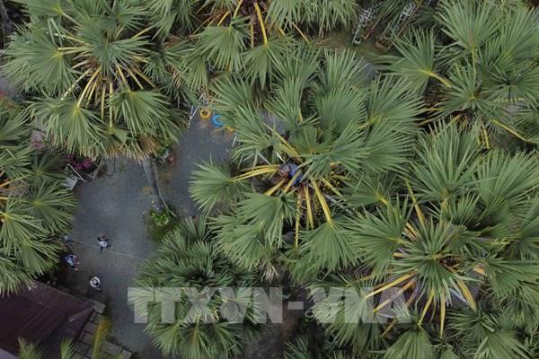 Thốt Nốt hương vị vùng quê Bảy núi An Giang