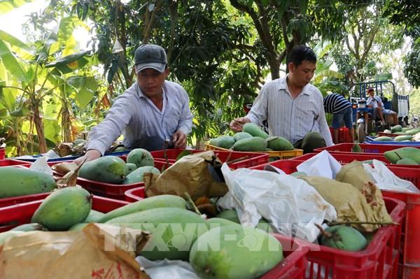 Dự báo xuất khẩu xoài đạt 650 triệu USD vào năm 2030