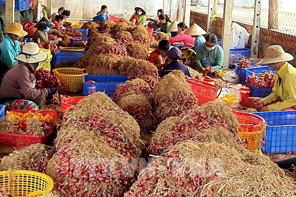 30 tấn hành tím được tiêu thụ qua sàn thương mại điện tử chỉ trong 10 ngày