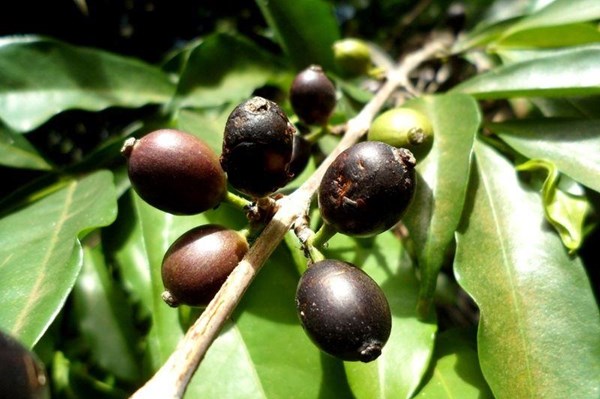 Cà phê Stenophylla - tương lai của ngành cà phê thế giới