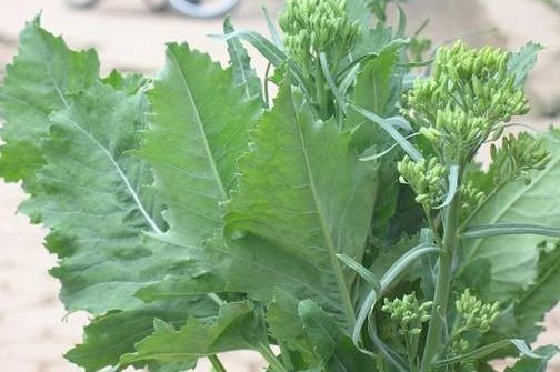 Đặc sản rau rừng hút khách