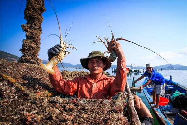 Khánh Hòa xuất khẩu hàng trăm tấn tôm hùm mỗi ngày