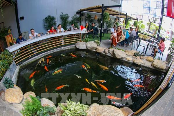 Khởi nghiệp thành công với mô hình nuôi cá Koi Nhật Bản