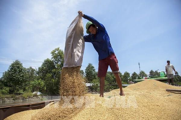 Thị trường gạo châu Á: Giá gạo 5% tấm của Việt Nam ở mức thấp nhất kể từ tháng 12