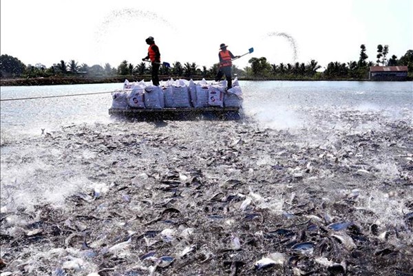 Ngậm trái đắng khi phá bỏ ruộng lúa để đào ao nuôi cá tra giống