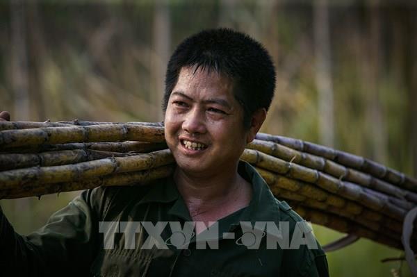 Mùa thu hoạch mía tại Tân Lạc, Hòa Bình