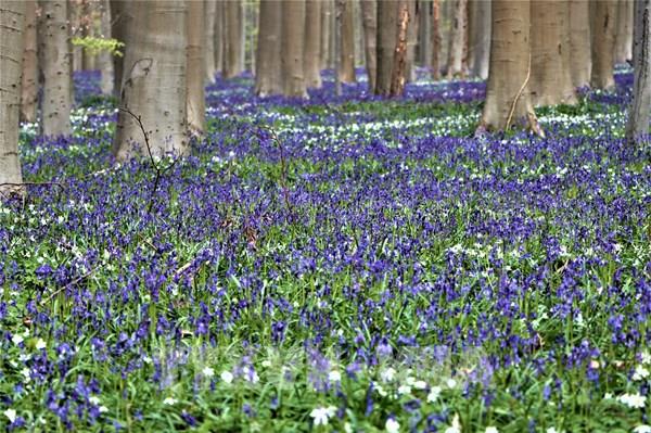 Khám phá rừng hoa chuông tím ở Brussels