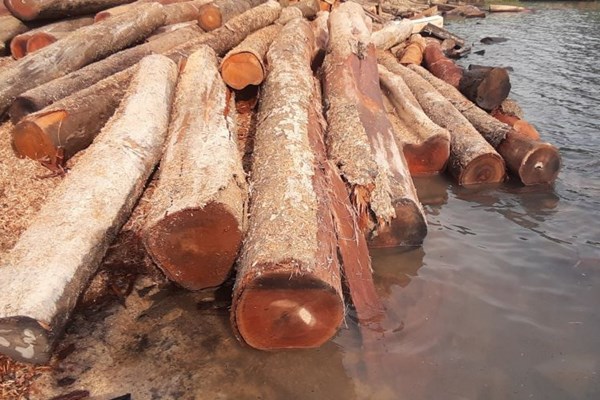 Phát hiện bãi gỗ lậu số lượng lớn dưới lòng hồ thủy điện Sê San 4