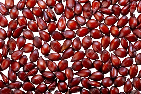 Nhật Bản cấm mang giống cây trồng ra nước ngoài