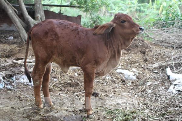 Xử lý dứt điểm các ổ dịch, không để lây lan bệnh viêm da nổi cục trên đàn gia súc