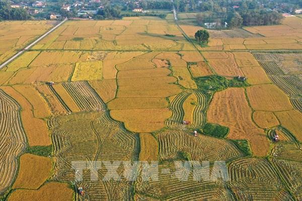 Mùa lúa Đông Xuân ở Quảng Trị