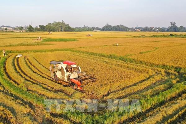 Giá lúa có xu hướng giảm, cà phê tiến sát 35.000 đồng/kg