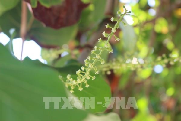 Những mầm xanh trên đảo Trường Sa