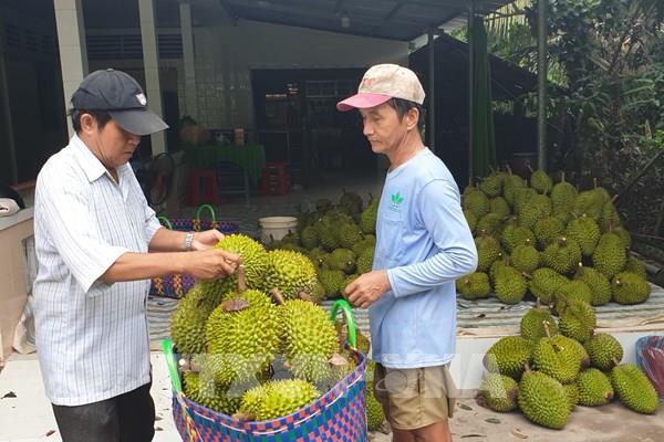 Sầu riêng đầu mùa được giá