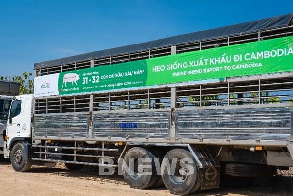 GREENFEED Việt Nam xuất khẩu lợn giống GF24 độc quyền sang Campuchia