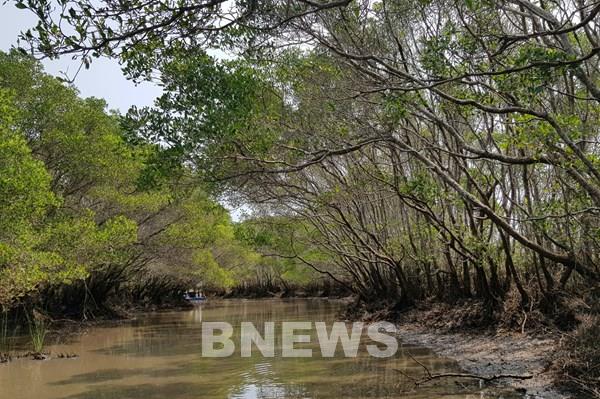 Quảng Ngãi: Kiểm tra, xử lý việc lấn chiếm rừng phòng hộ bàu Cá Cái