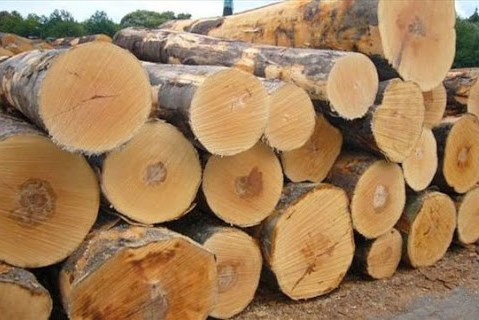 Trung Quốc là thị trường tiêu thụ gỗ nguyên liệu lớn nhất của Đức