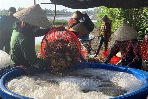 Tôm càng xanh giảm giá hơn 50%, chưa tìm được thương lái thu mua