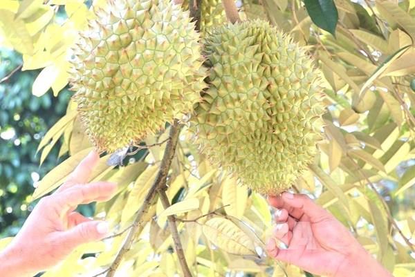 Sầu riêng chín sớm được giá