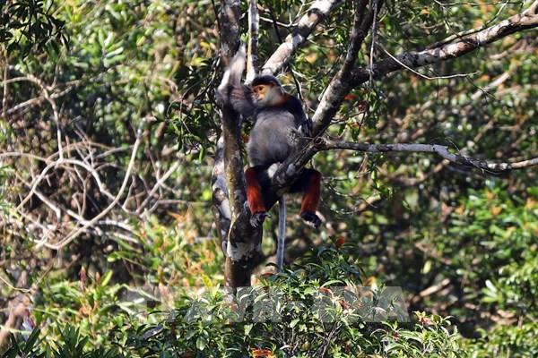 Vườn quốc gia Bạch Mã - Kho báu “di sản thiên nhiên”