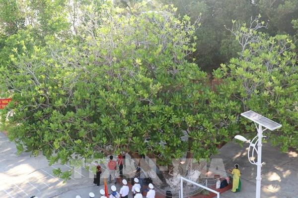 Cây di sản – cột mốc chủ quyền trên quần đảo Trường Sa