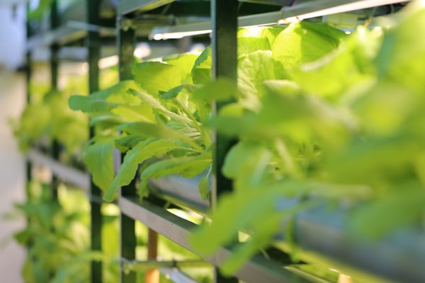 Bóng đèn Phích nước Rạng Đông đầu tư nhà máy tại Khu công nghệ cao Hoà Lạc