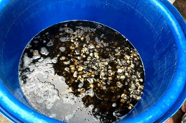 Tp Hồ Chí Minh: Phát hiện hơn 2 tấn ốc bị ngâm, sơ chế bằng hóa chất