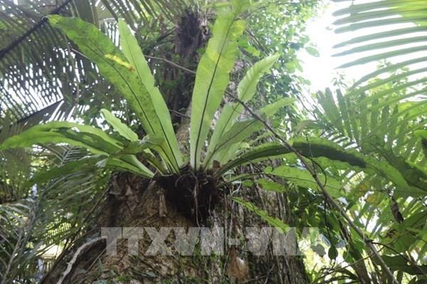 Kho báu rừng nguyên sinh ở khu vực Trung Trường Sơn