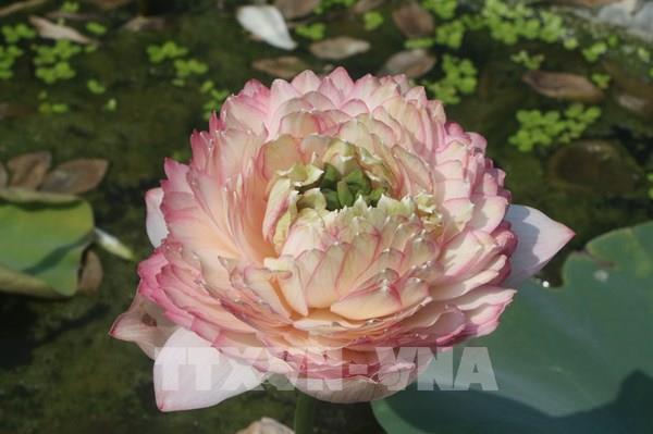 Cây sen gắn với du lịch xứ Nghệ