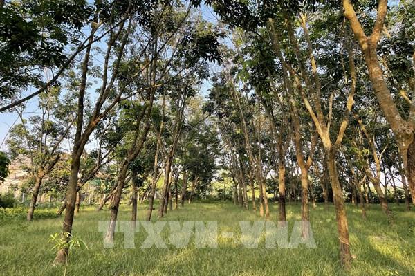 Yếu tố nào giúp doanh nghiệp cao su hưởng lợi kép?