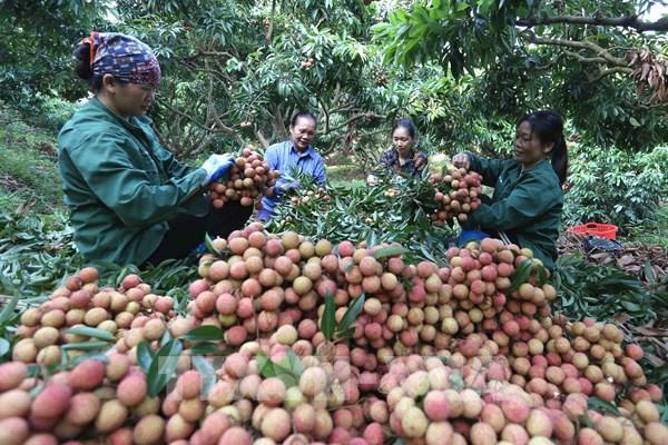 Xuất khẩu trên 3.600 tấn vải tươi qua cửa khẩu quốc tế Lào Cai