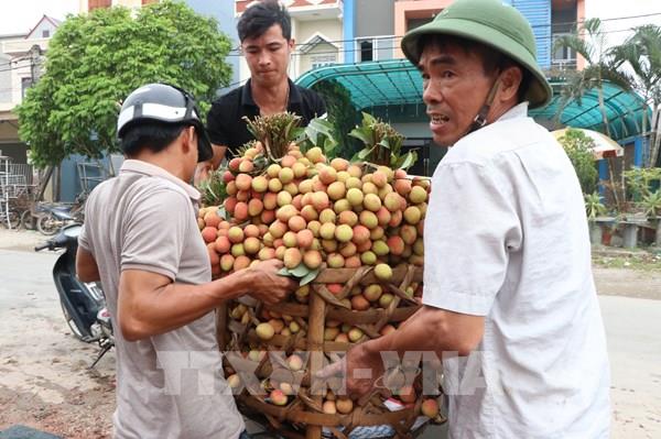 Vải thiều Thanh Hà "đắt khách" trên các sàn thương mại điện tử