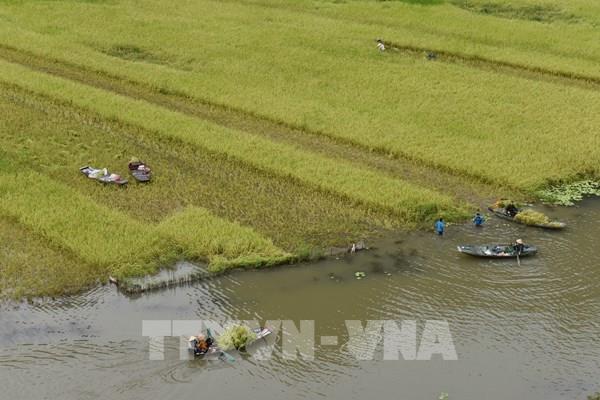 Đặc sắc mùa gặt ở Tam Cốc