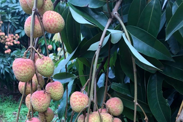 Xem xét làm thêm giờ, kể cả ngày nghỉ để cấp C/O cho nông sản xuất khẩu